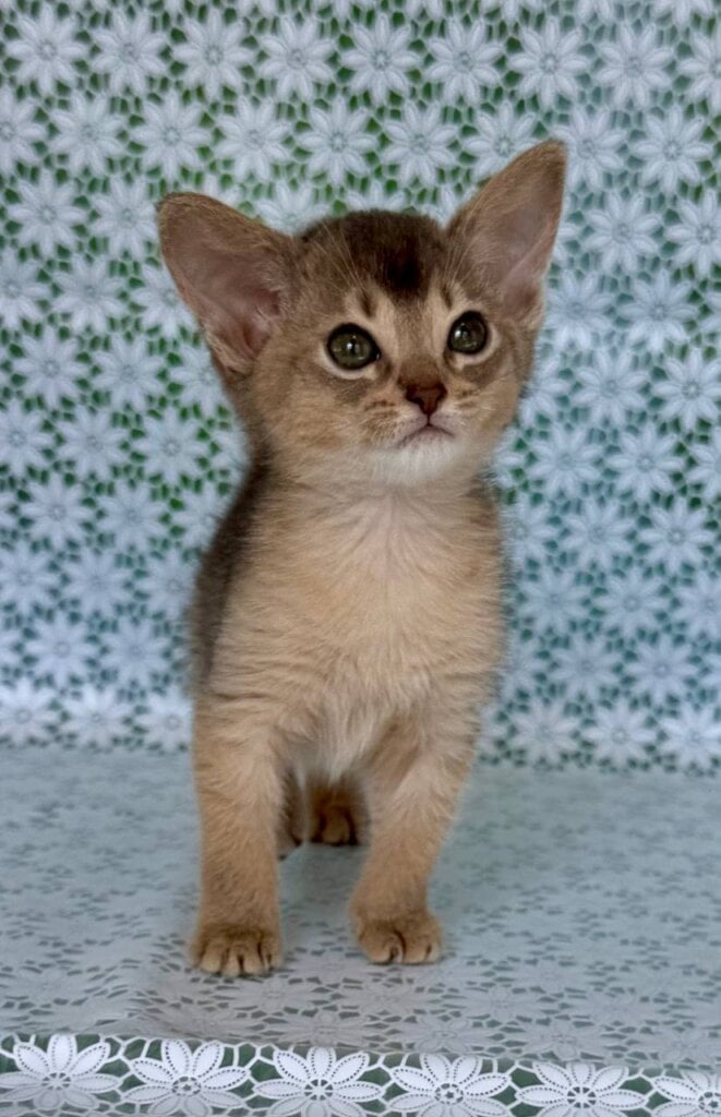 Zhasmin Abyssinian Blue Female (Available) 00 - photo 1