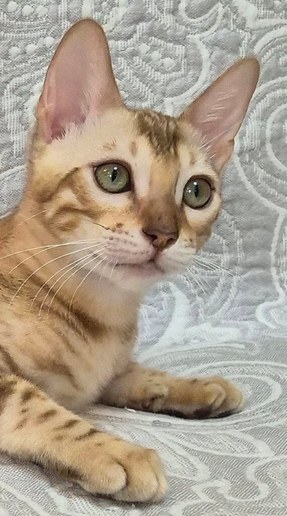Harry Bengal Black Tabby Male (Available) 00 - photo 1