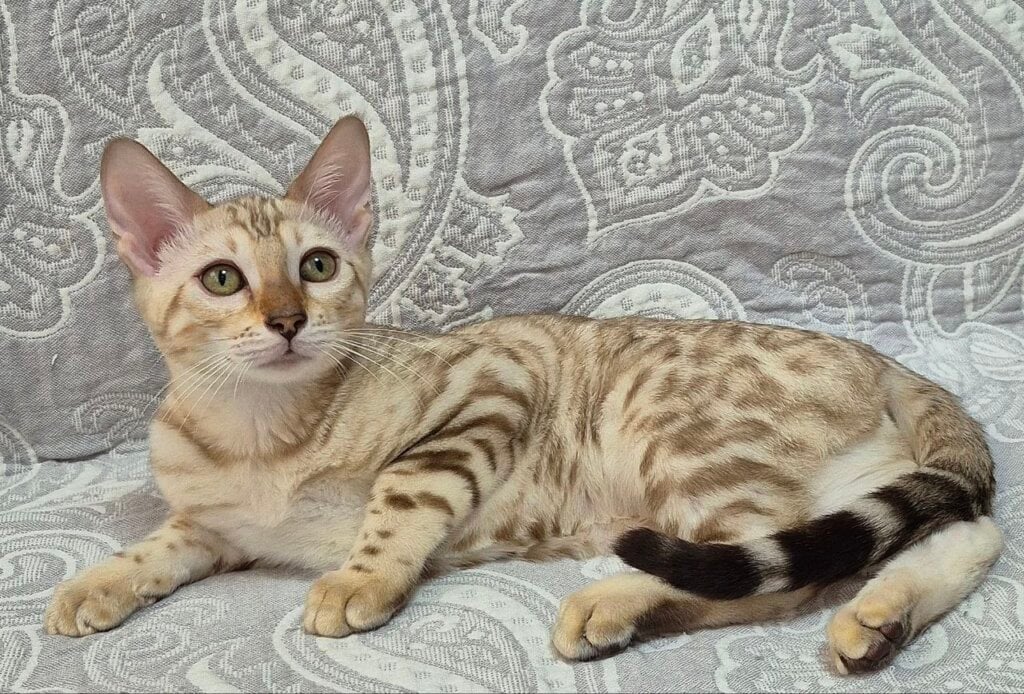 Honey Bengal Black Spotted Female (Available) 00 - photo 1