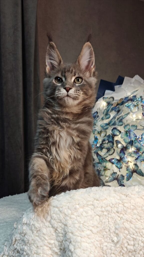Skywalker Maine Coon Blue Tabby Male (Available) 00 - photo 1
