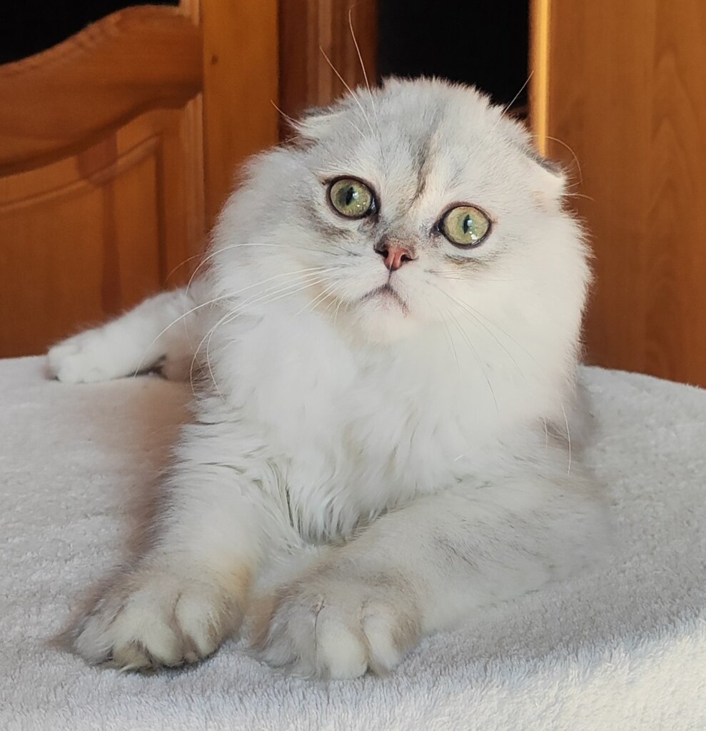 Spencer Scottish Fold Blue Silver Male (Available) 00 - photo 1