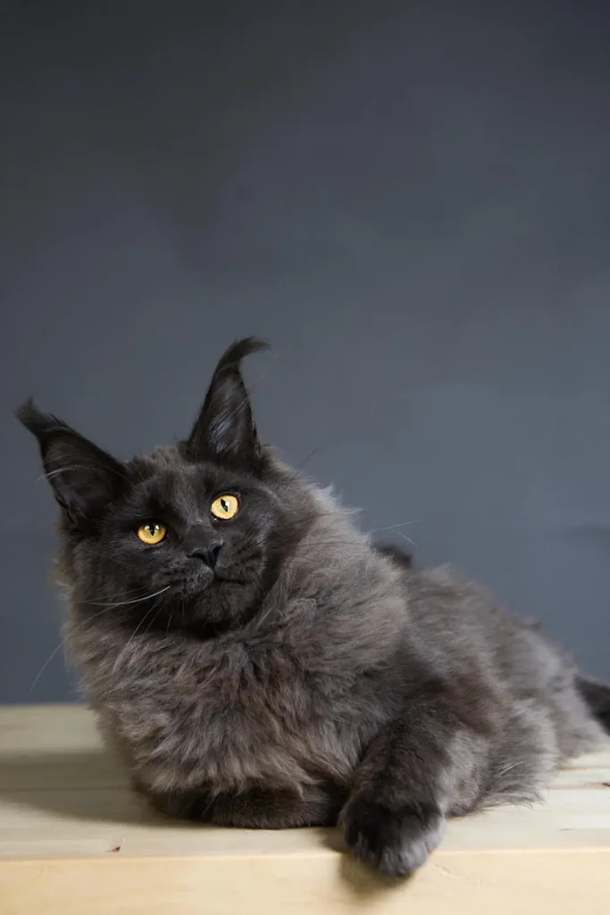 Yarik Maine Coon Blue Silver Male (Reserved) 50 - photo 1