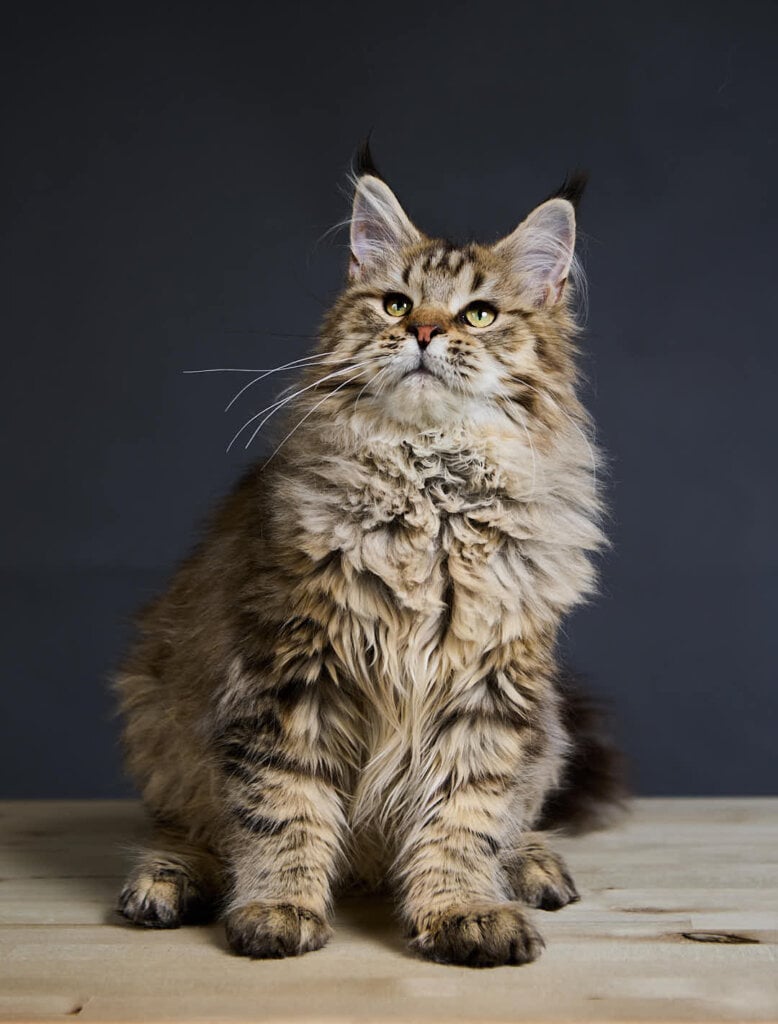 Katrin Maine Coon Black Tabby Female (Available) 50 - photo 1