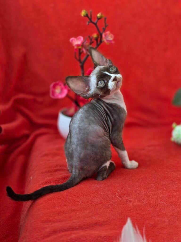 изображение Viber 2026 04 06 23 47 53 961