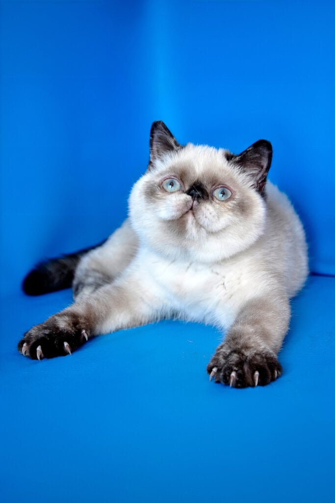 Cherie Exotic Seal Female (Available) 00 - photo 1