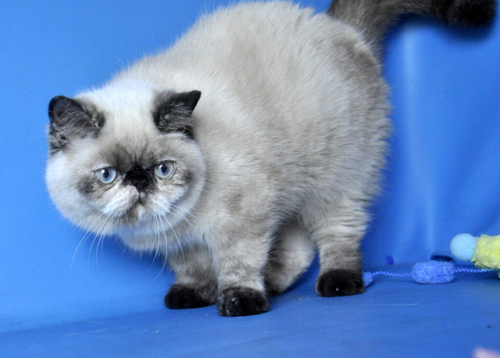 Cherie Exotic Seal Female (Available) 00 - photo 1