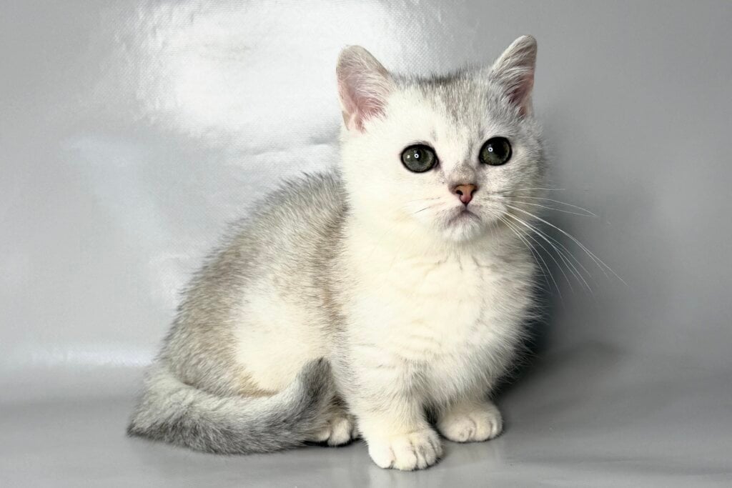 Zur Munchkin Black Silver Male (Available) 00 - photo 1