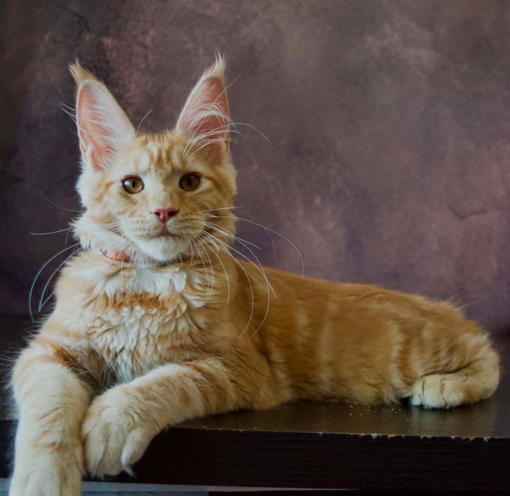 Quinley Maine Coon Red Female (Available) 00 - photo 1
