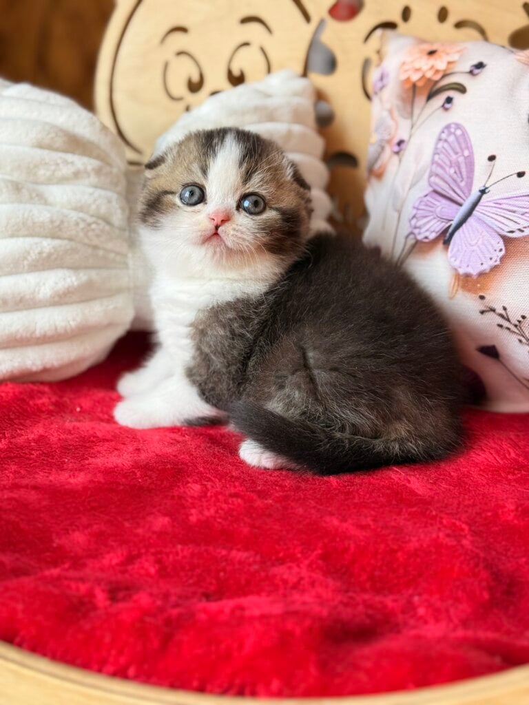 Phillip Scottish Fold Black Tabby Male (Available) 50 - photo 1
