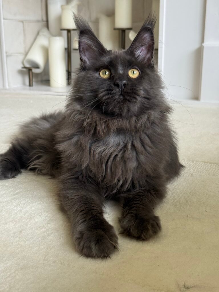 Felichita Maine Coon Blue Female (Available) 00 - photo 1