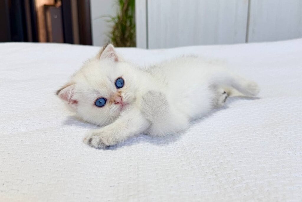 Buddy British Shorthair Black Golden Male (Available) 00 - photo 1
