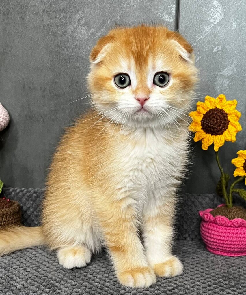 Lion Scottish Fold Black Golden Male (Available) $2600 — photo 2