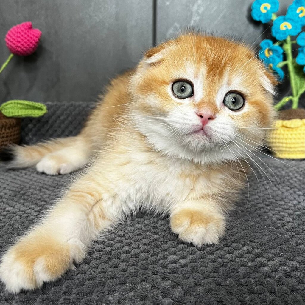 Lion Scottish Fold Black Golden Male (Available) $2600 — photo 4