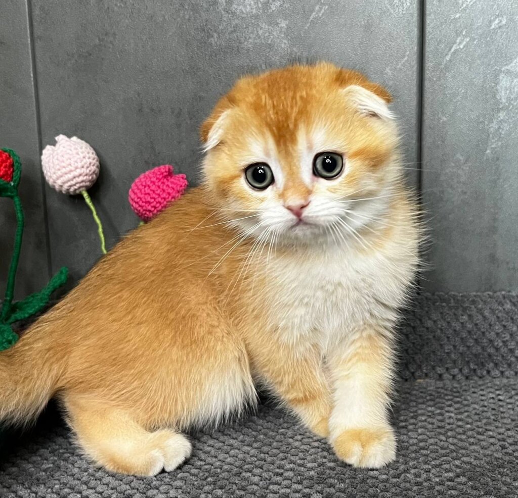 Lion Scottish Fold Black Golden Male (Available) $2600 — photo 3