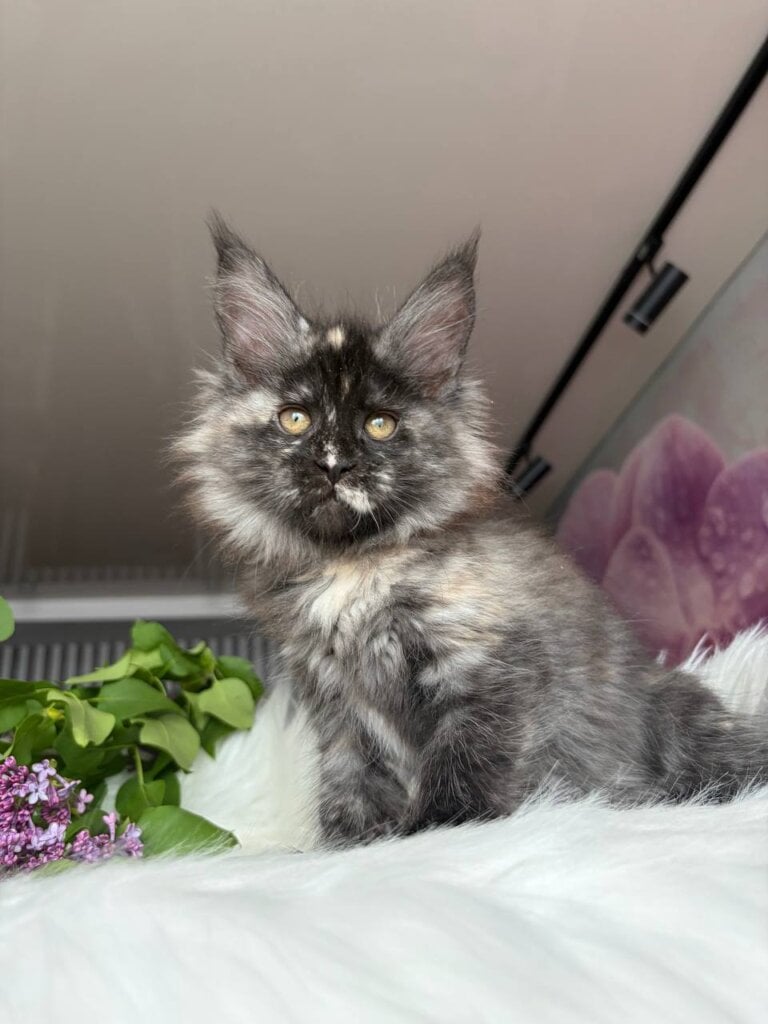 Wilhelmina Maine Coon Black Tortie Female (Available) 50 - photo 1