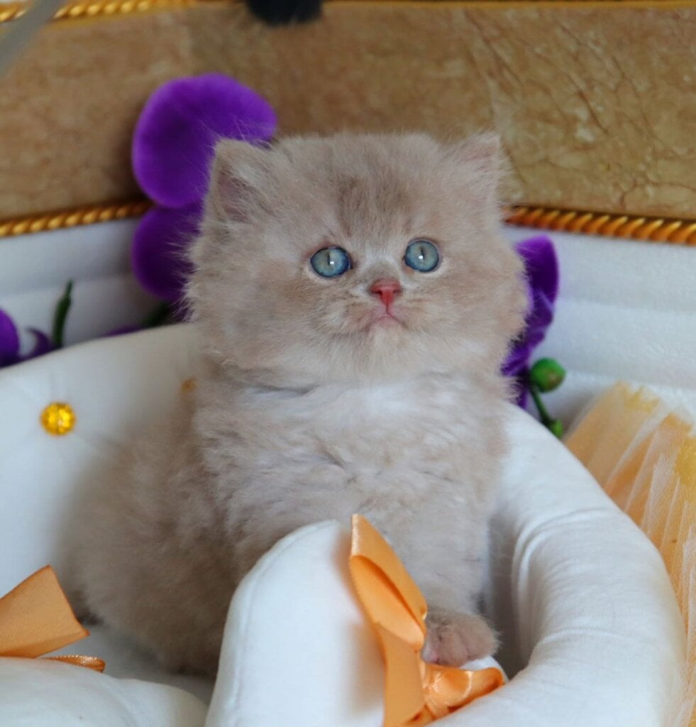 Benjamin British Longhair Fawn Male (Available) 00 - photo 1