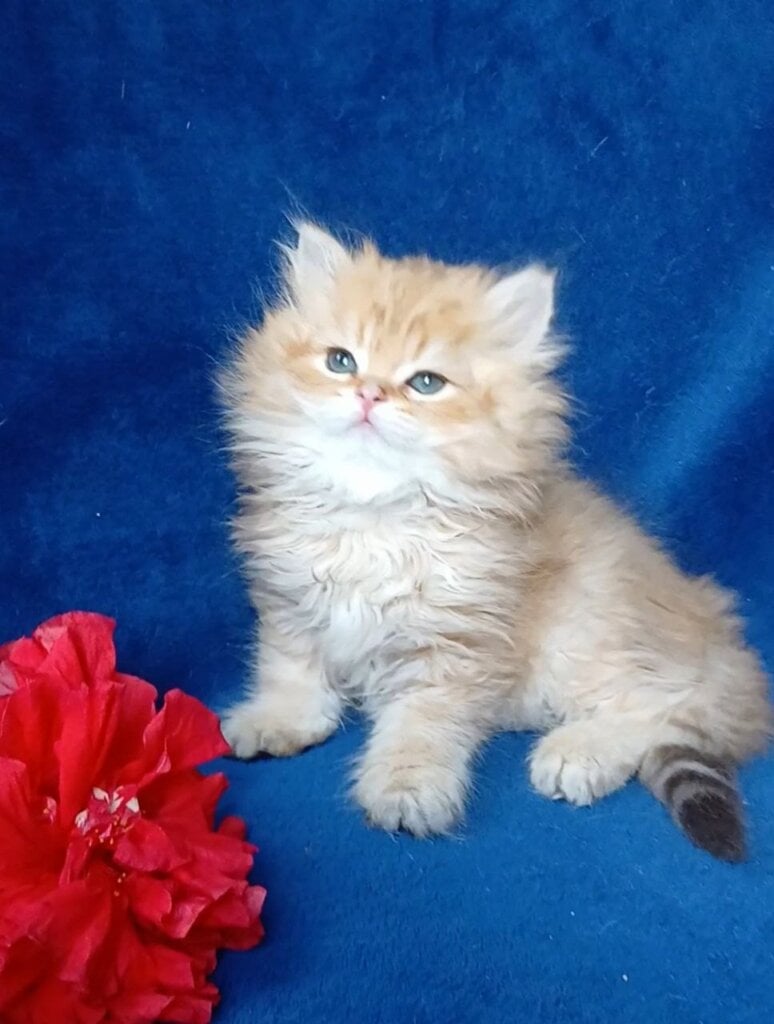 Rodger British Longhair Black Golden Male (Available) 00 - photo 1