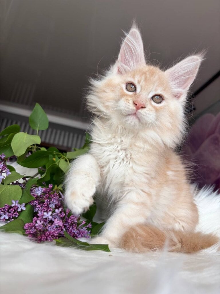 Wings Maine Coon Cream Male (Available) 00 - photo 1