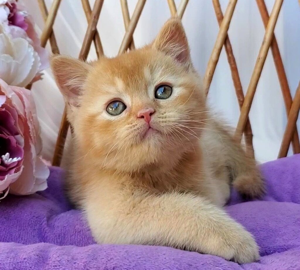 Urban British Shorthair Red Male (Available) 00 - photo 1