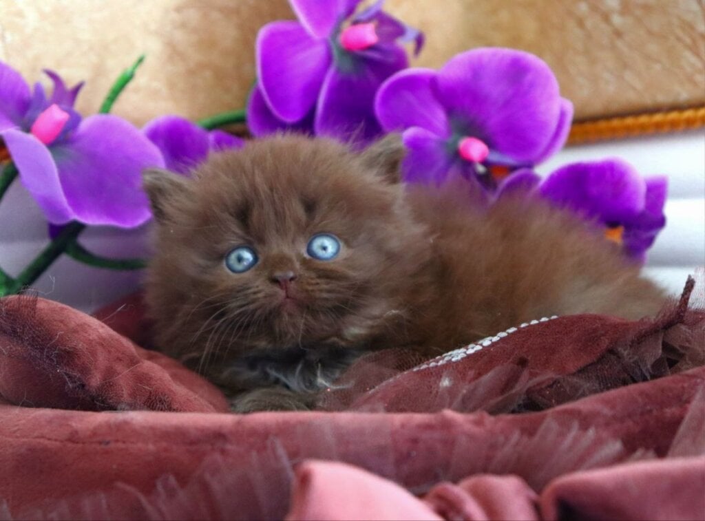 Stream British Longhair Chocolate Male (Available) 00 - photo 1
