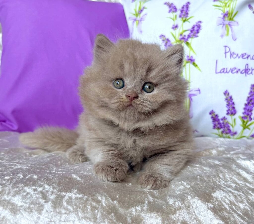 Fabian British Longhair Fawn Male (Available) 00 - photo 1