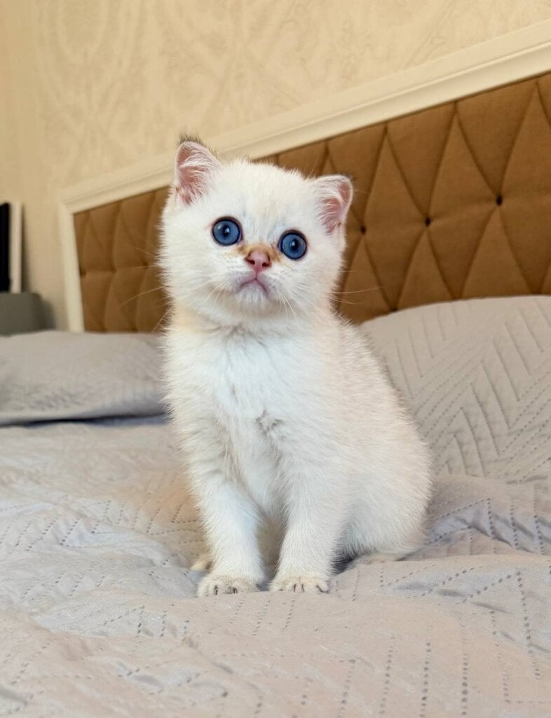 Buddy British Shorthair Black Golden Male (Available) 00 - photo 1