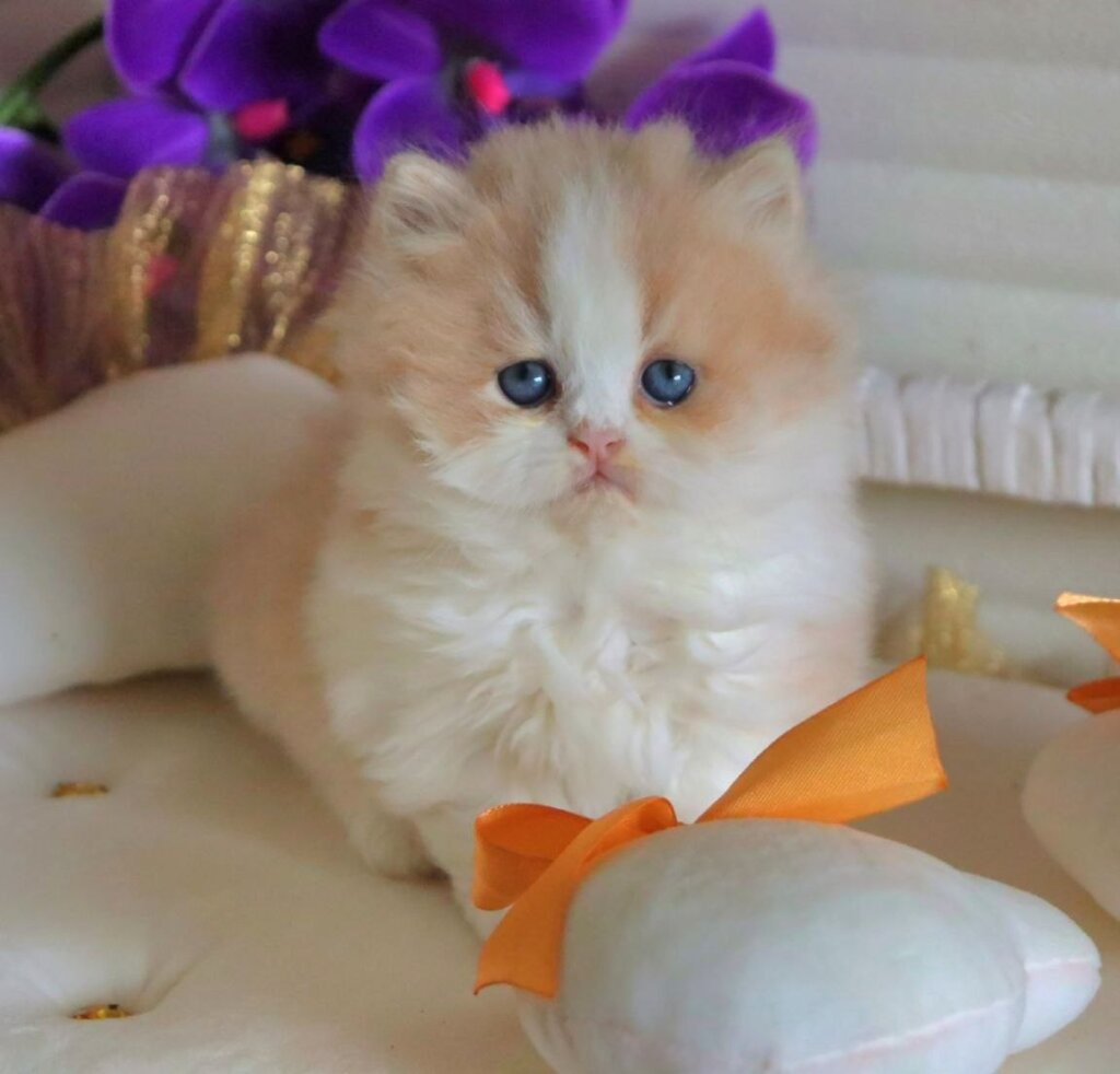 Salem British Longhair Fawn Male (Available) 00 - photo 1