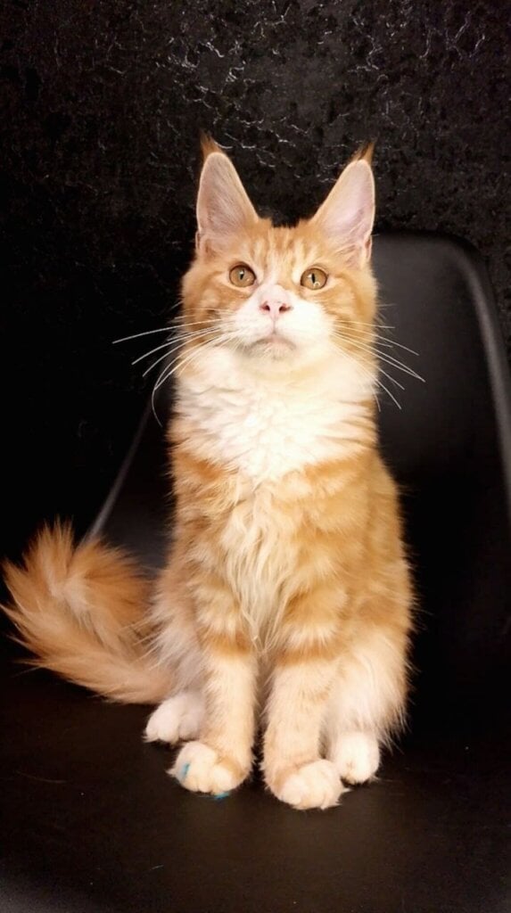 Isaac Maine Coon Red Male (Available) 00 - photo 1