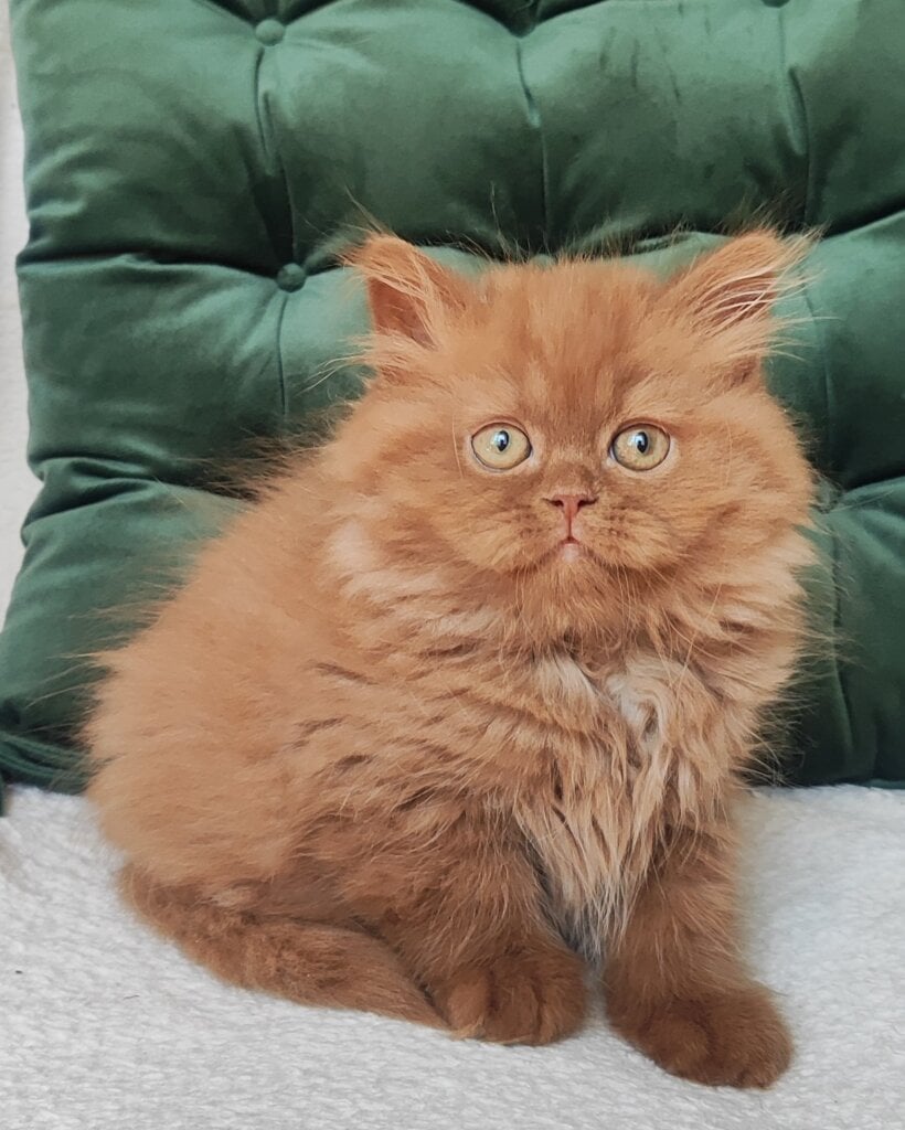 Urban British Longhair Cinnamon Male (Reserved) 00 - photo 1
