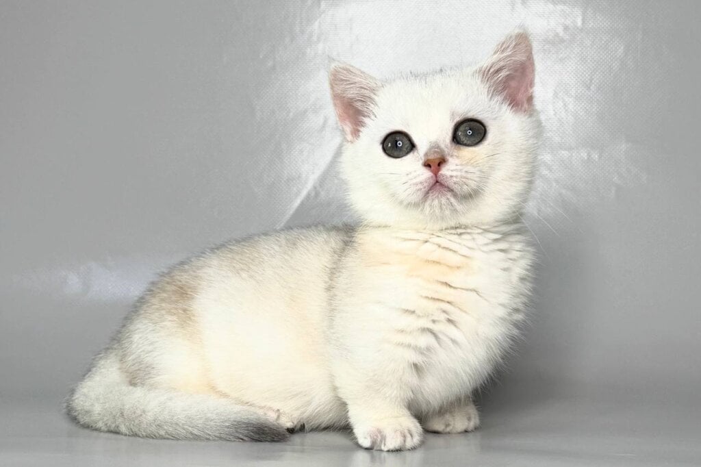 Zynar Munchkin Black Silver Male (Available) 00 - photo 1
