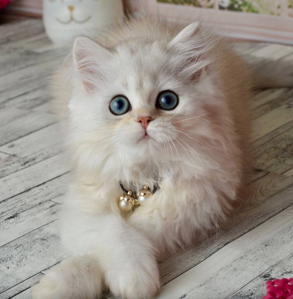 Rina Scottish Straight Black Silver Female (Available) 50 - photo 1