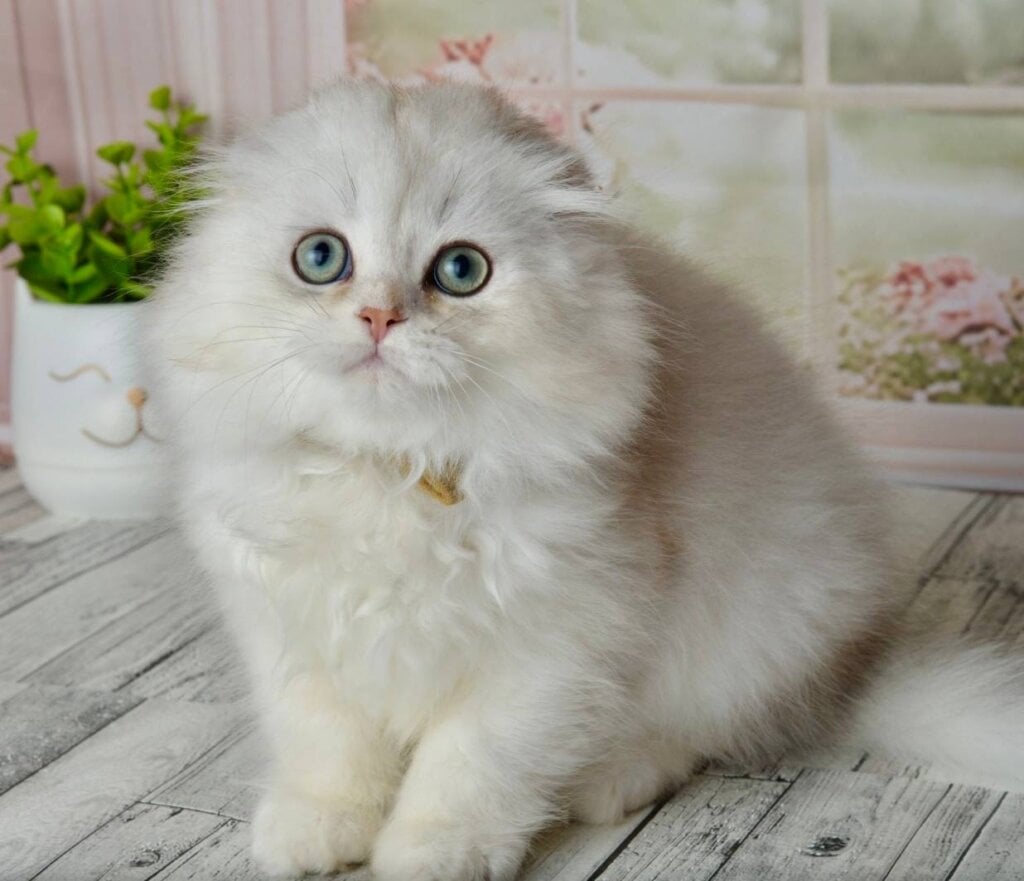 Ronnie Scottish Fold Black Silver Male (Available) 50 - photo 1