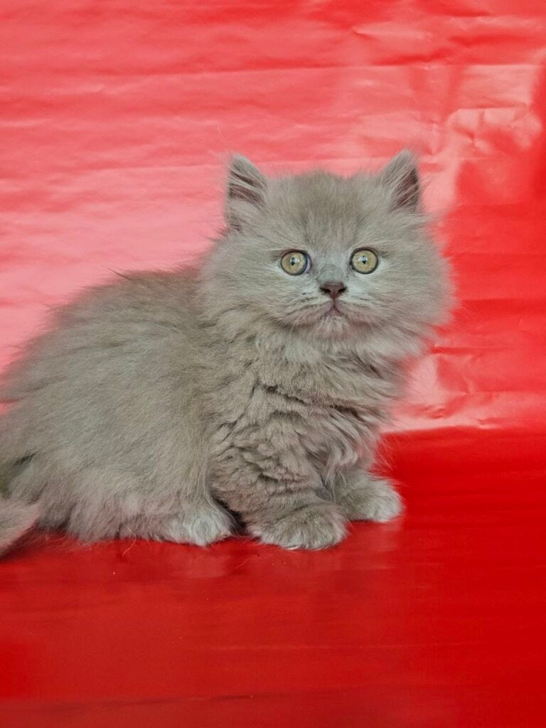 Clava Munchkin Fawn Female (Available) 00 - photo 1