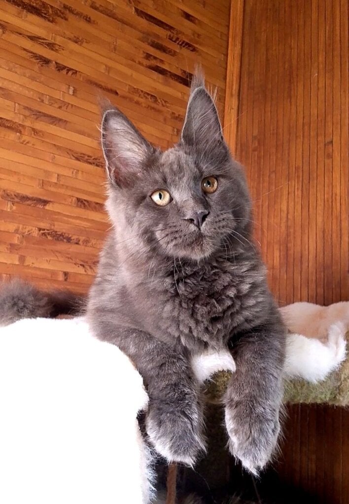 King Maine Coon Blue Male (Available) 00 - photo 1