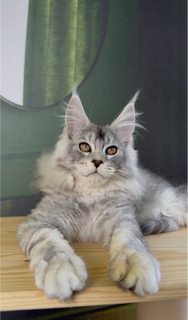 Frol Maine Coon Black Silver Male (Reserved) 00 - photo 1
