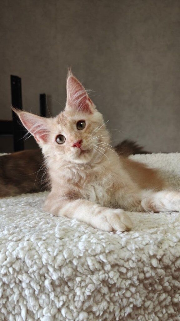 Tolkien Maine Coon Cream Male (Available) 00 - photo 1