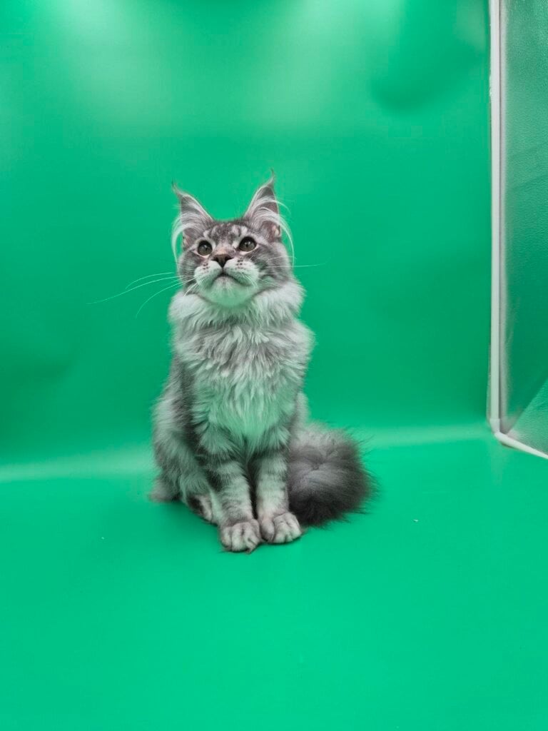 Nemo Maine Coon Black Silver Male (Available) 00 - photo 1
