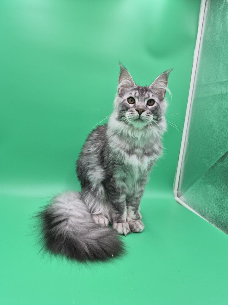 Norton Maine Coon Black Silver Male (Available) 00 - photo 1
