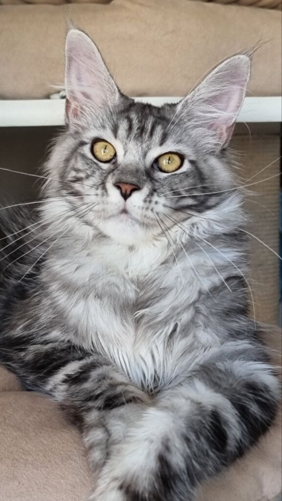 Clinta Maine Coon Black Silver Female (Available) 00 - photo 1