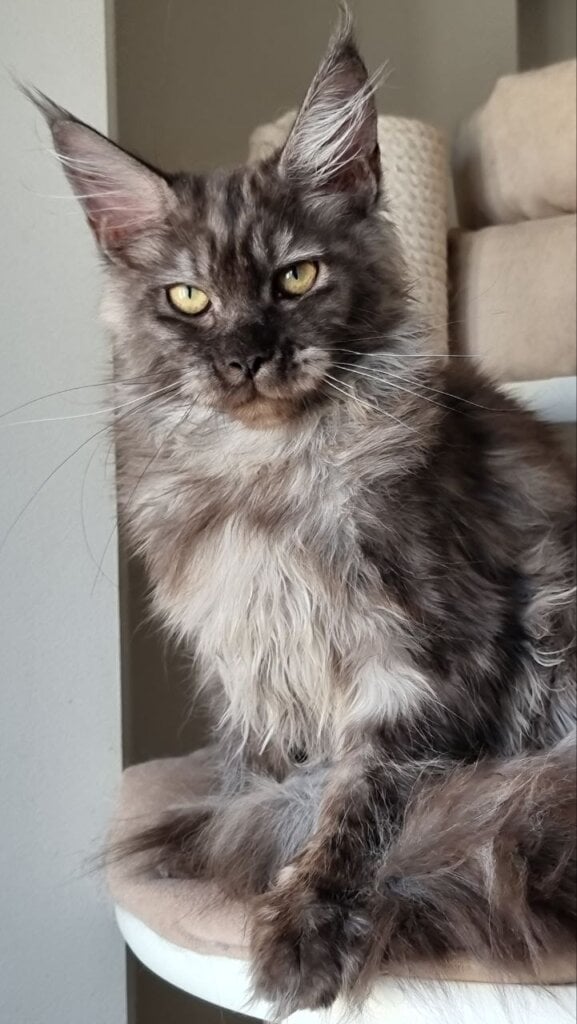 Cassia Maine Coon Black Silver Female (Available) 50 - photo 1