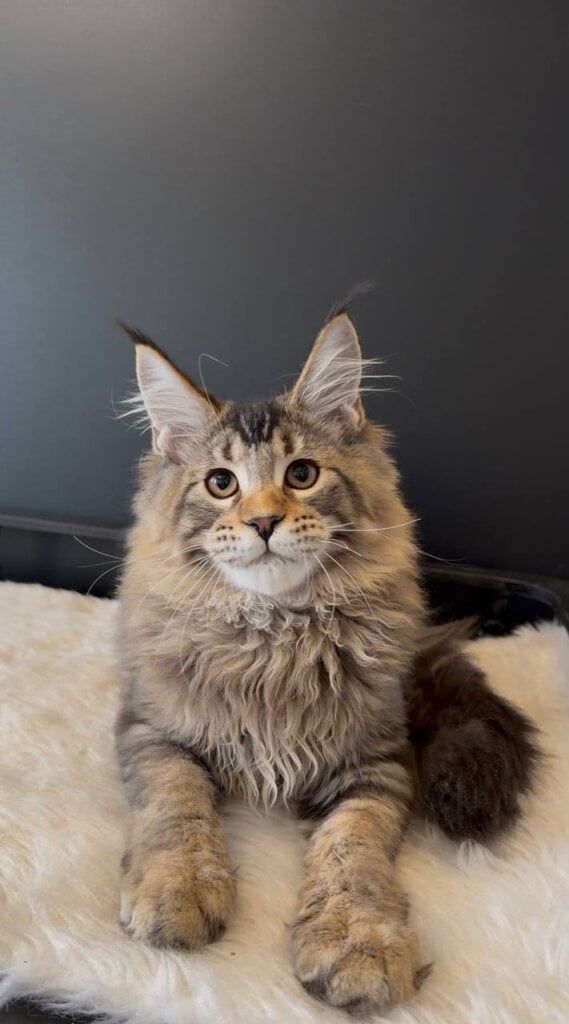 Filip Maine Coon Black Ticked Male (Available) 00 - photo 1