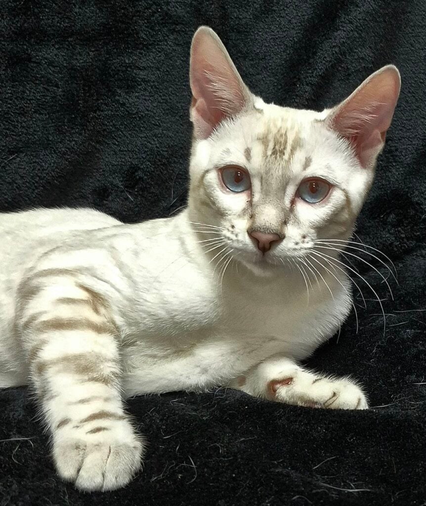 Iris Bengal Black Spotted Female (Available) 00 - photo 1