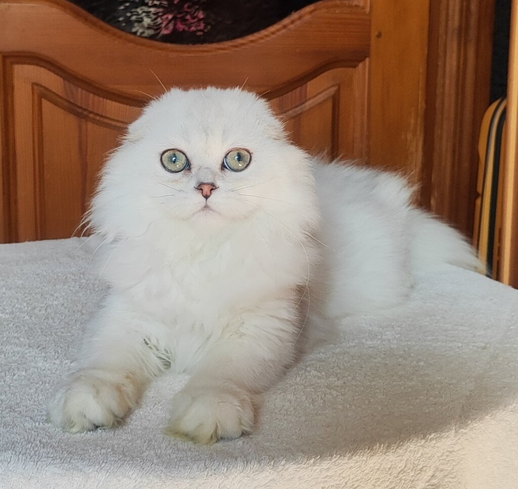 Smile Scottish Fold Black Silver Female (Available) 00 - photo 1