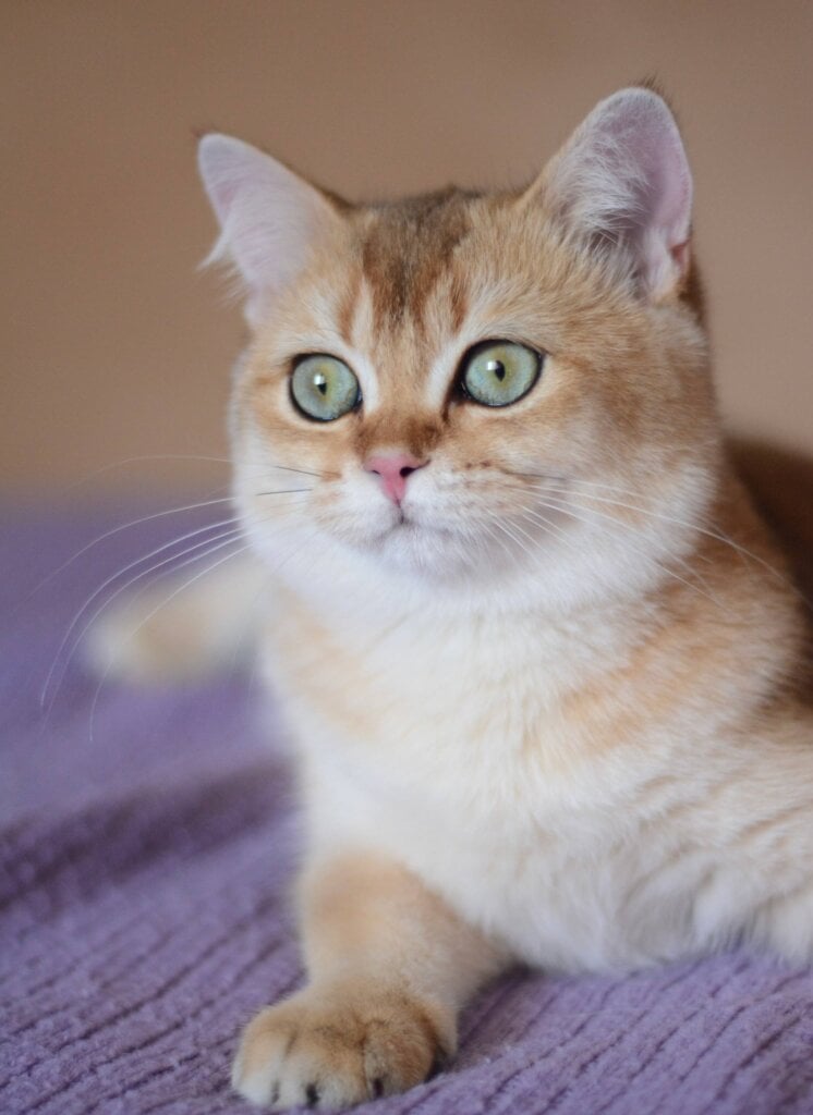 Vesta British Shorthair Black Golden Female (Available) 00 - photo 1