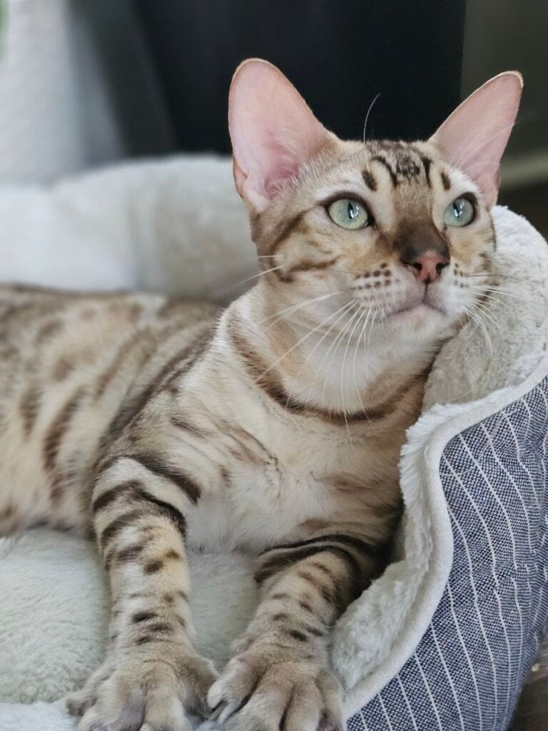 Quincy Bengal Black Spotted Male (Available) 00 - photo 1