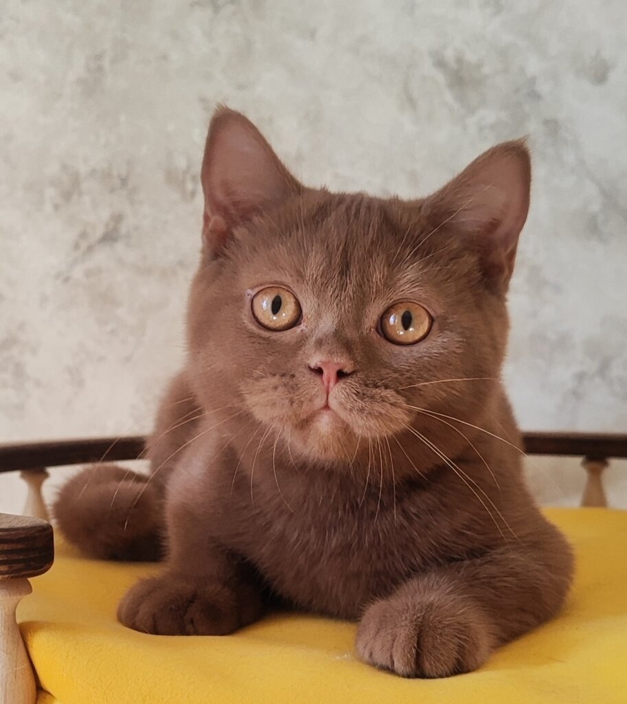 Umi British Shorthair Cinnamon Male (Available) 00 - photo 1
