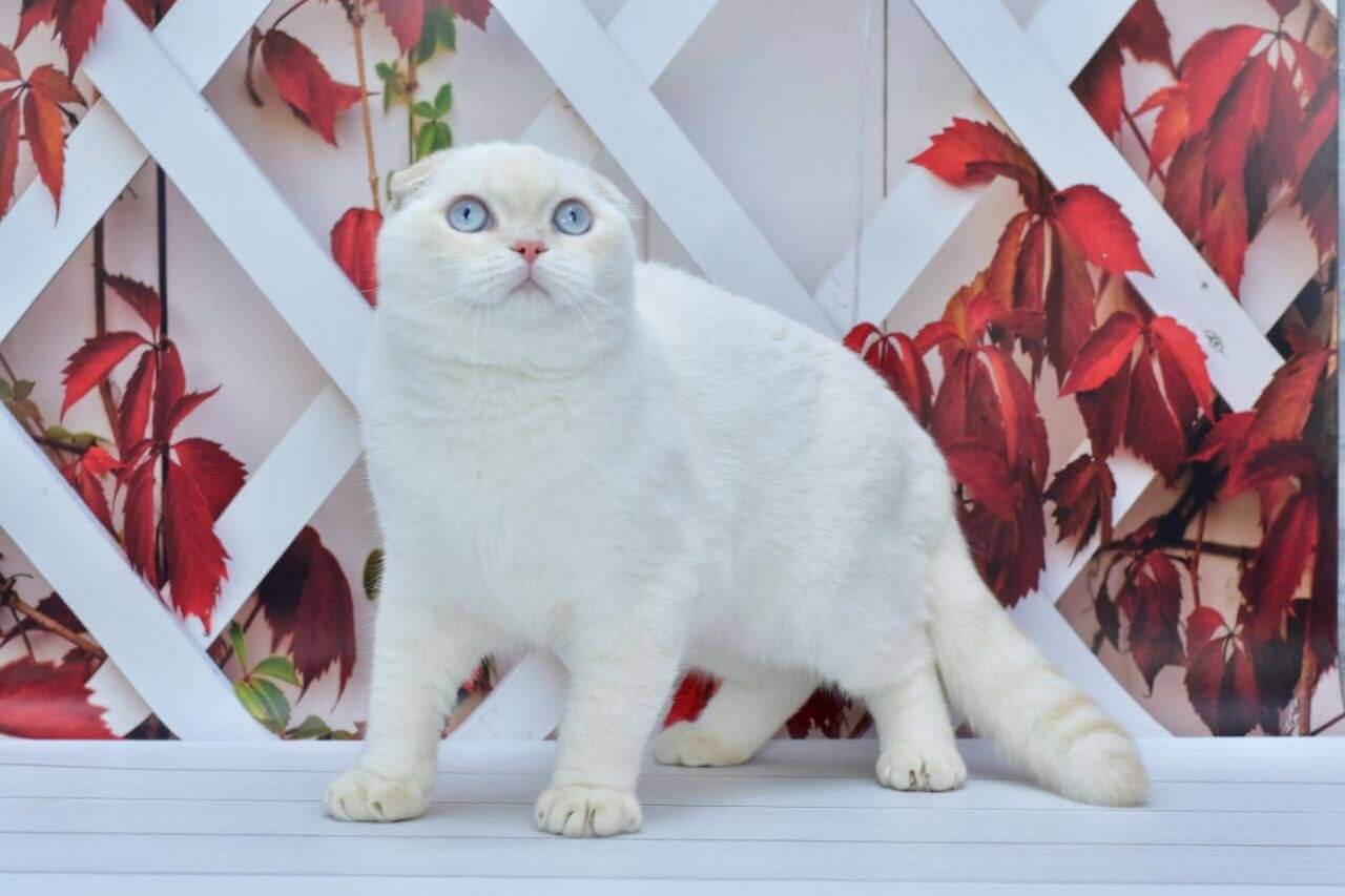 Jeff Scottish Fold Cream Male (Available) $2600
