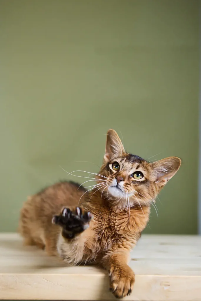 Valet Somali Ruddy Male (Available) 50 - photo 1