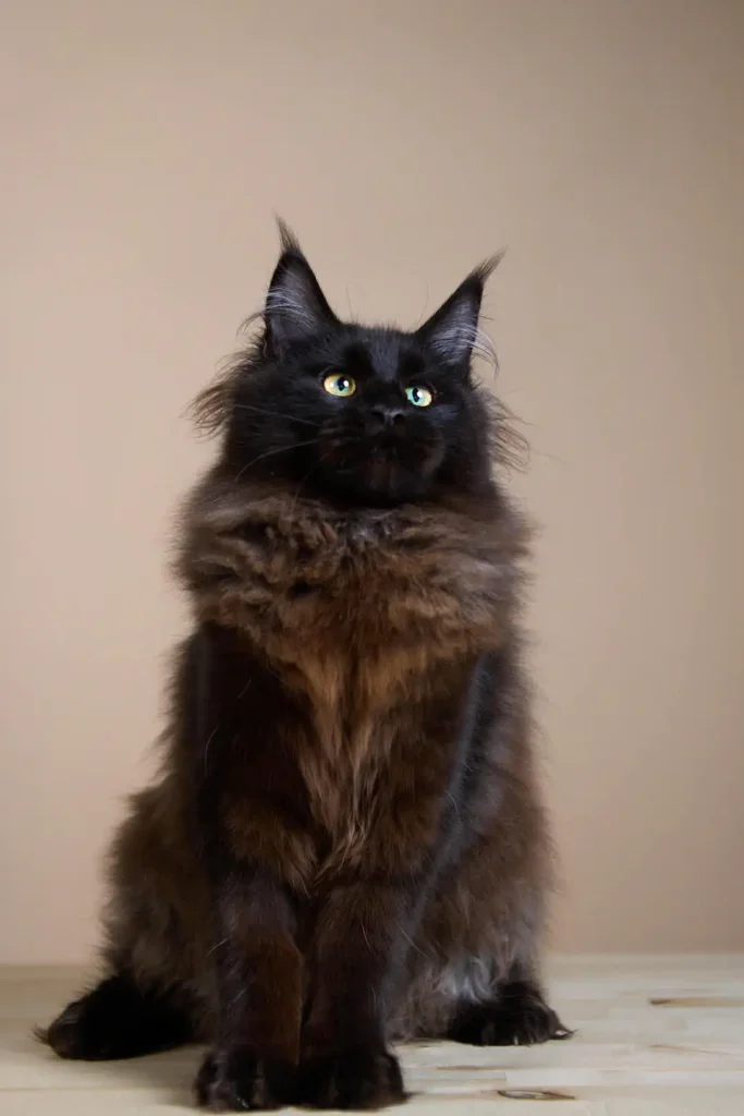 Solomiya Maine Coon Black Female (Reserved) 00 - photo 1