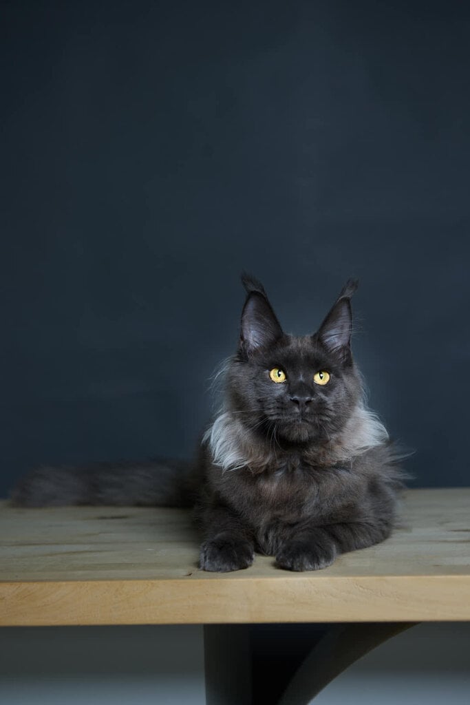 Federico Maine Coon Blue Male (Sold) 50 - photo 1